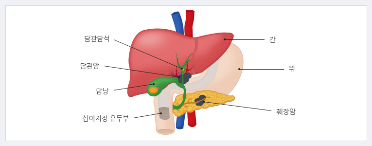 소화기관 이미지